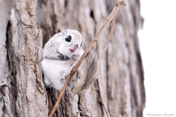 siberian, japanese, dwarf, squirrel, flying squirrel, animal, pet, cute, adorable, tiny, small, little, funny, sweet, lovely, awesome, amazing, creature, japan, europe
