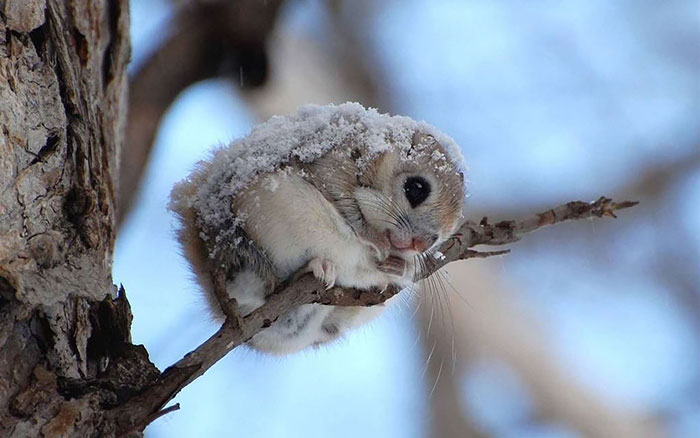 Siberian, japanese, dwarf, squirrel, flying squirrel, animal, pet, cute, adorable, tiny, small, little, funny, sweet, lovely, awesome, amazing, creature, japan, europe