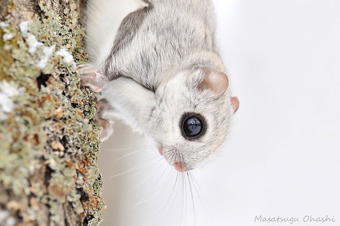 Siberian, japanese, dwarf, squirrel, flying squirrel, animal, pet, cute, adorable, tiny, small, little, funny, sweet, lovely, awesome, amazing, creature, japan, europe