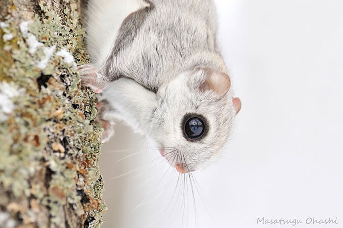 siberian, japanese, dwarf, squirrel, flying squirrel, animal, pet, cute, adorable, tiny, small, little, funny, sweet, lovely, awesome, amazing, creature, japan, europe