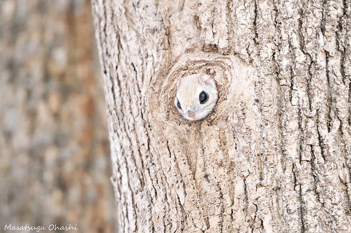 siberian, japanese, dwarf, squirrel, flying squirrel, animal, pet, cute, adorable, tiny, small, little, funny, sweet, lovely, awesome, amazing, creature, japan, europe