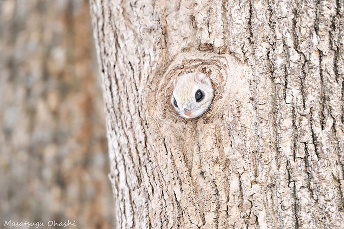 Siberian, japanese, dwarf, squirrel, flying squirrel, animal, pet, cute, adorable, tiny, small, little, funny, sweet, lovely, awesome, amazing, creature, japan, europe