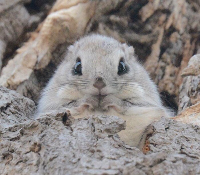 Siberian, japanese, dwarf, squirrel, flying squirrel, animal, pet, cute, adorable, tiny, small, little, funny, sweet, lovely, awesome, amazing, creature, japan, europe