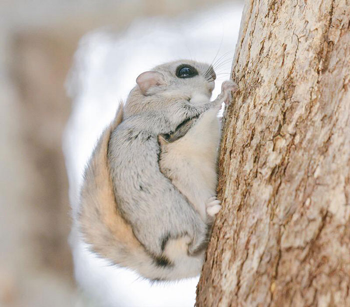 Siberian, japanese, dwarf, squirrel, flying squirrel, animal, pet, cute, adorable, tiny, small, little, funny, sweet, lovely, awesome, amazing, creature, japan, europe