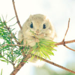 Meet This Japanese And Siberian Flying Squirrel –  Cuteness Overload