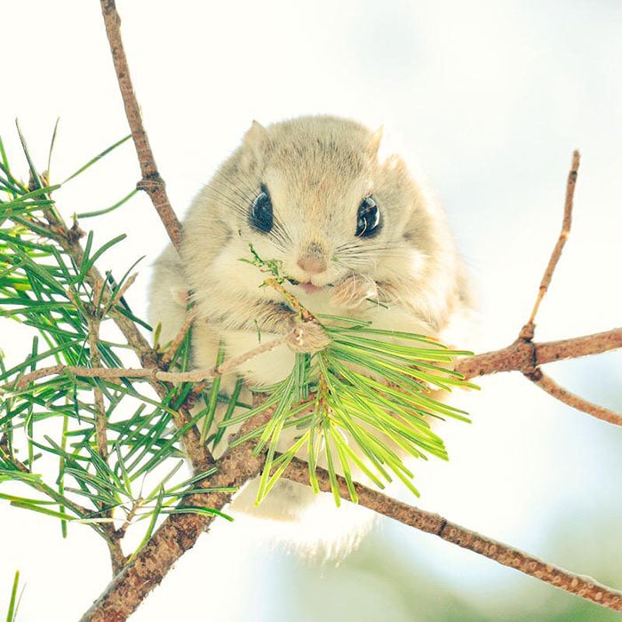 15 Facts & Photos | Adorable Japanese - Siberian Flying Squirrels | Cutest  Animal On Earth | Reckon Talk