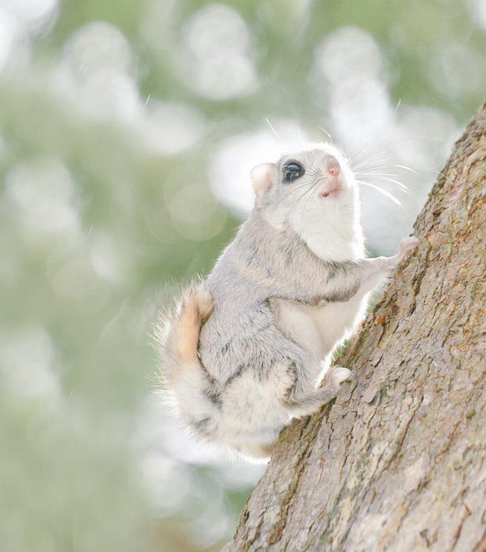 Siberian, japanese, dwarf, squirrel, flying squirrel, animal, pet, cute, adorable, tiny, small, little, funny, sweet, lovely, awesome, amazing, creature, japan, europe