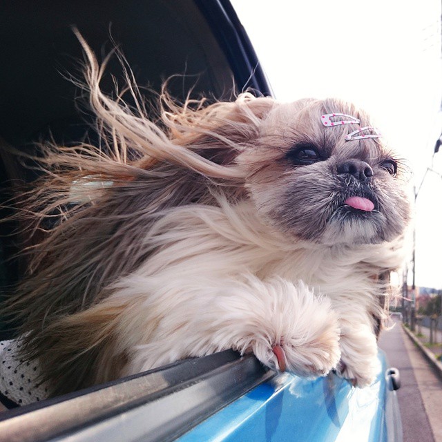 Pekingese, dog, hairstyles, kuma, pup, puppy, pet, instagram star, trendy dog, stylish social media star, stylish social media dog, dog hairstyle, most fabulous hair, most fabulous hair dog, dog beauty