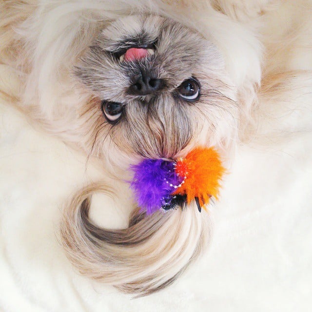 Pekingese, dog, hairstyles, kuma, pup, puppy, pet, instagram star, trendy dog, stylish social media star, stylish social media dog, dog hairstyle, most fabulous hair, most fabulous hair dog, dog beauty