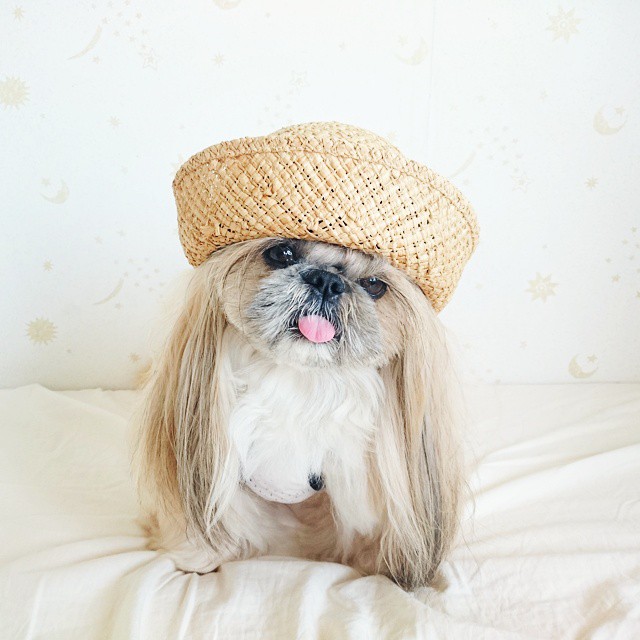 Pekingese, dog, hairstyles, kuma, pup, puppy, pet, instagram star, trendy dog, stylish social media star, stylish social media dog, dog hairstyle, most fabulous hair, most fabulous hair dog, dog beauty