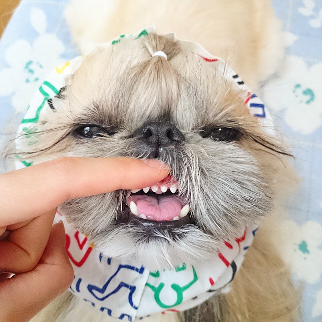 Pekingese, dog, hairstyles, kuma, pup, puppy, pet, instagram star, trendy dog, stylish social media star, stylish social media dog, dog hairstyle, most fabulous hair, most fabulous hair dog, dog beauty