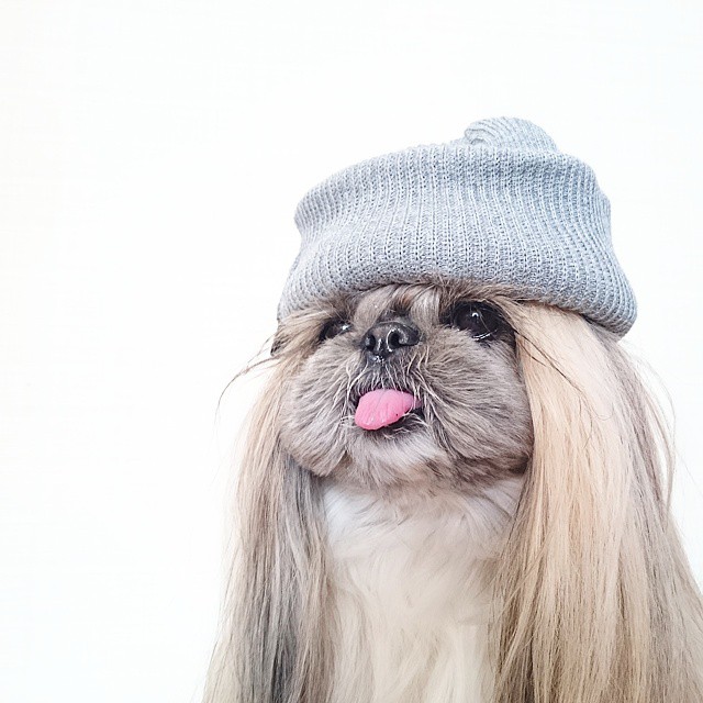 Pekingese, dog, hairstyles, kuma, pup, puppy, pet, instagram star, trendy dog, stylish social media star, stylish social media dog, dog hairstyle, most fabulous hair, most fabulous hair dog, dog beauty