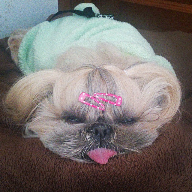 pekingese, dog, hairstyles, kuma, pup, puppy, pet, Instagram Star, trendy dog, stylish social media star, stylish social media dog, dog hairstyle, Most Fabulous Hair, Most Fabulous Hair dog, dog beauty