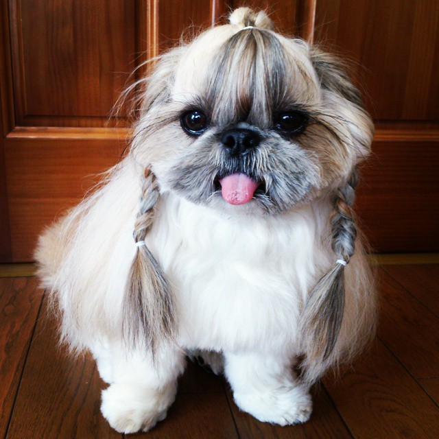 Pekingese, dog, hairstyles, kuma, pup, puppy, pet, instagram star, trendy dog, stylish social media star, stylish social media dog, dog hairstyle, most fabulous hair, most fabulous hair dog, dog beauty