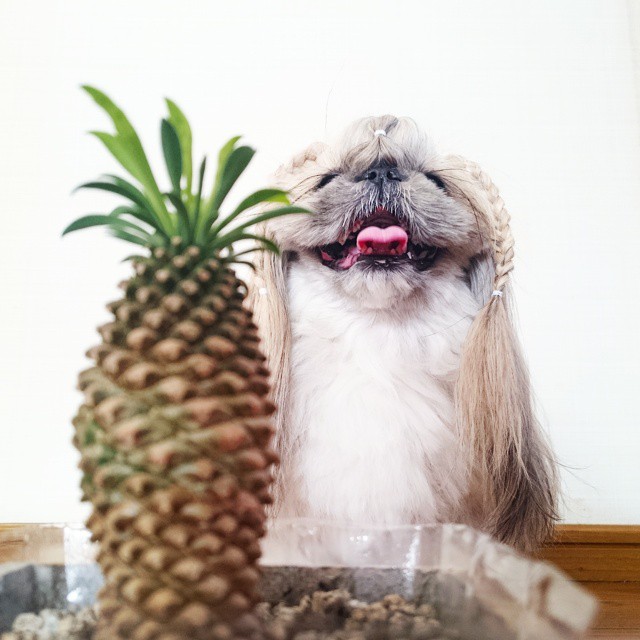 pekingese, dog, hairstyles, kuma, pup, puppy, pet, Instagram Star, trendy dog, stylish social media star, stylish social media dog, dog hairstyle, Most Fabulous Hair, Most Fabulous Hair dog, dog beauty