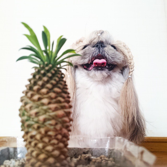 Pekingese, dog, hairstyles, kuma, pup, puppy, pet, instagram star, trendy dog, stylish social media star, stylish social media dog, dog hairstyle, most fabulous hair, most fabulous hair dog, dog beauty