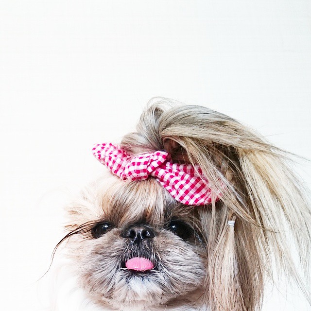 Pekingese, dog, hairstyles, kuma, pup, puppy, pet, instagram star, trendy dog, stylish social media star, stylish social media dog, dog hairstyle, most fabulous hair, most fabulous hair dog, dog beauty