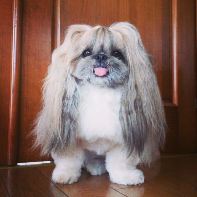 Pekingese, dog, hairstyles, kuma, pup, puppy, pet, instagram star, trendy dog, stylish social media star, stylish social media dog, dog hairstyle, most fabulous hair, most fabulous hair dog, dog beauty