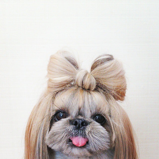 Pekingese, dog, hairstyles, kuma, pup, puppy, pet, instagram star, trendy dog, stylish social media star, stylish social media dog, dog hairstyle, most fabulous hair, most fabulous hair dog, dog beauty