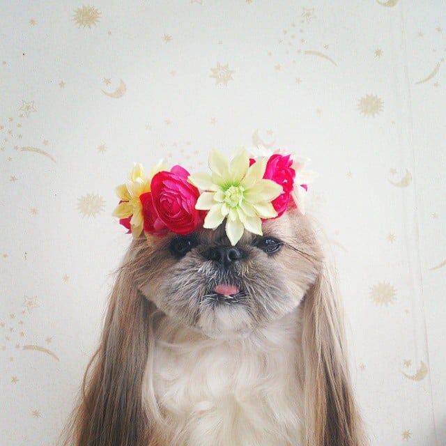 Pekingese, dog, hairstyles, kuma, pup, puppy, pet, instagram star, trendy dog, stylish social media star, stylish social media dog, dog hairstyle, most fabulous hair, most fabulous hair dog, dog beauty