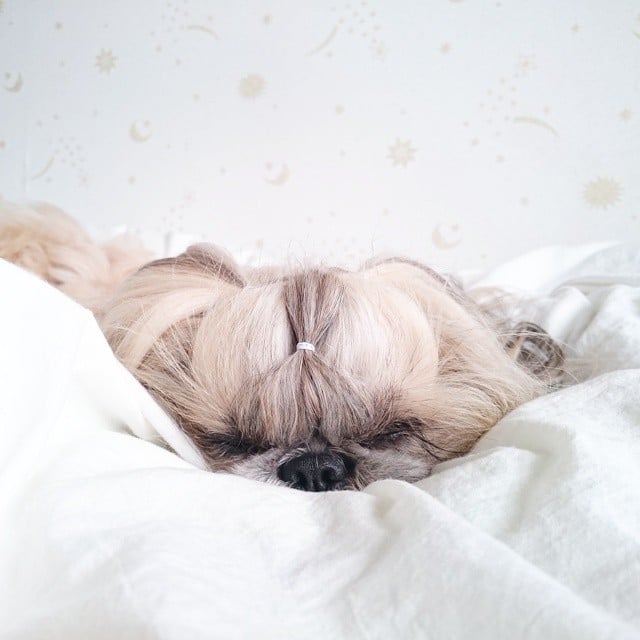 Pekingese, dog, hairstyles, kuma, pup, puppy, pet, instagram star, trendy dog, stylish social media star, stylish social media dog, dog hairstyle, most fabulous hair, most fabulous hair dog, dog beauty