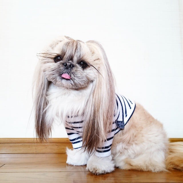 Pekingese, dog, hairstyles, kuma, pup, puppy, pet, instagram star, trendy dog, stylish social media star, stylish social media dog, dog hairstyle, most fabulous hair, most fabulous hair dog, dog beauty