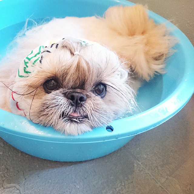 Pekingese, dog, hairstyles, kuma, pup, puppy, pet, instagram star, trendy dog, stylish social media star, stylish social media dog, dog hairstyle, most fabulous hair, most fabulous hair dog, dog beauty