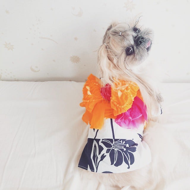 Pekingese, dog, hairstyles, kuma, pup, puppy, pet, instagram star, trendy dog, stylish social media star, stylish social media dog, dog hairstyle, most fabulous hair, most fabulous hair dog, dog beauty