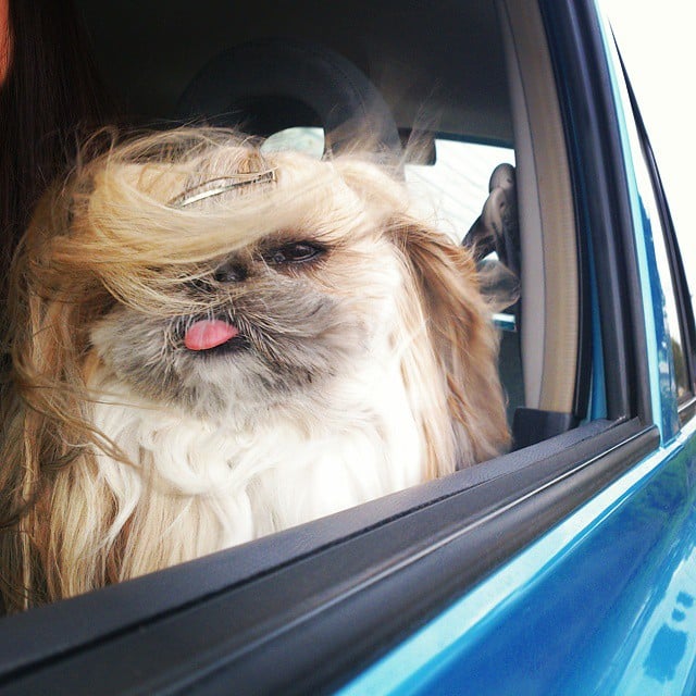 pekingese, dog, hairstyles, kuma, pup, puppy, pet, Instagram Star, trendy dog, stylish social media star, stylish social media dog, dog hairstyle, Most Fabulous Hair, Most Fabulous Hair dog, dog beauty