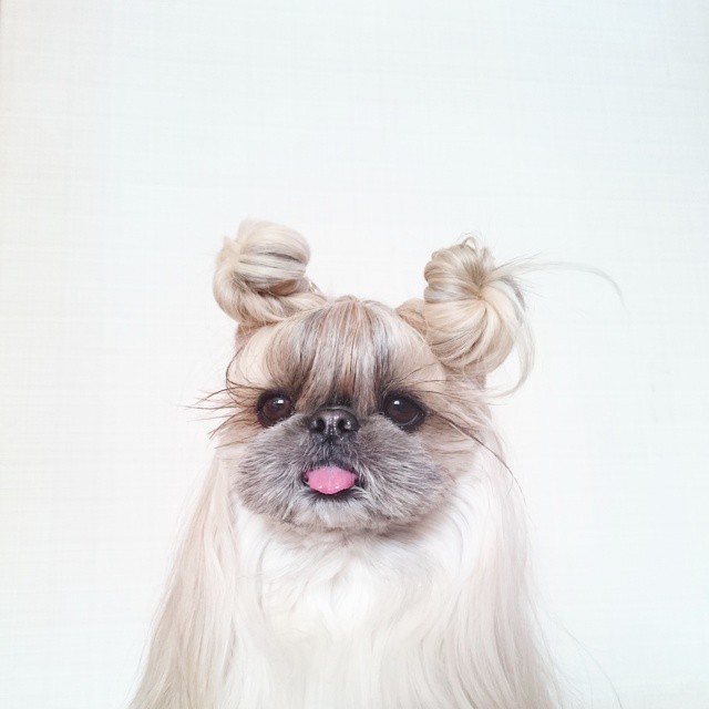 Pekingese, dog, hairstyles, kuma, pup, puppy, pet, instagram star, trendy dog, stylish social media star, stylish social media dog, dog hairstyle, most fabulous hair, most fabulous hair dog, dog beauty