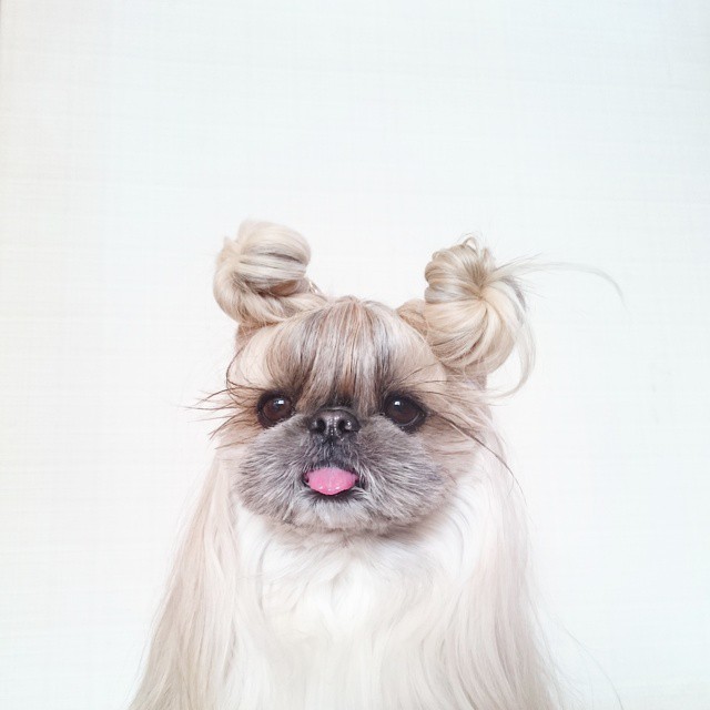 pekingese, dog, hairstyles, kuma, pup, puppy, pet, Instagram Star, trendy dog, stylish social media star, stylish social media dog, dog hairstyle, Most Fabulous Hair, Most Fabulous Hair dog, dog beauty