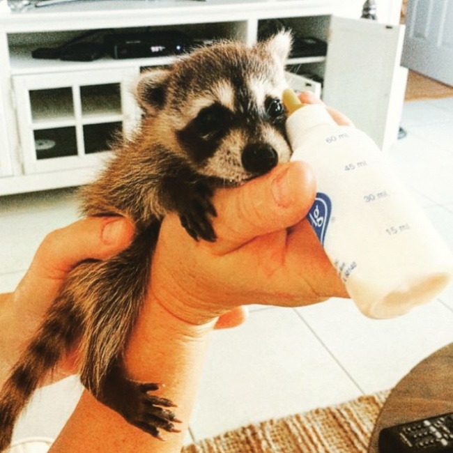 Raccoon, rescue, cute, inspiring, pet, animal rescues, orphaned raccoons, instagram, wildlife, dog, bahamas, pumpkin, photo, photography