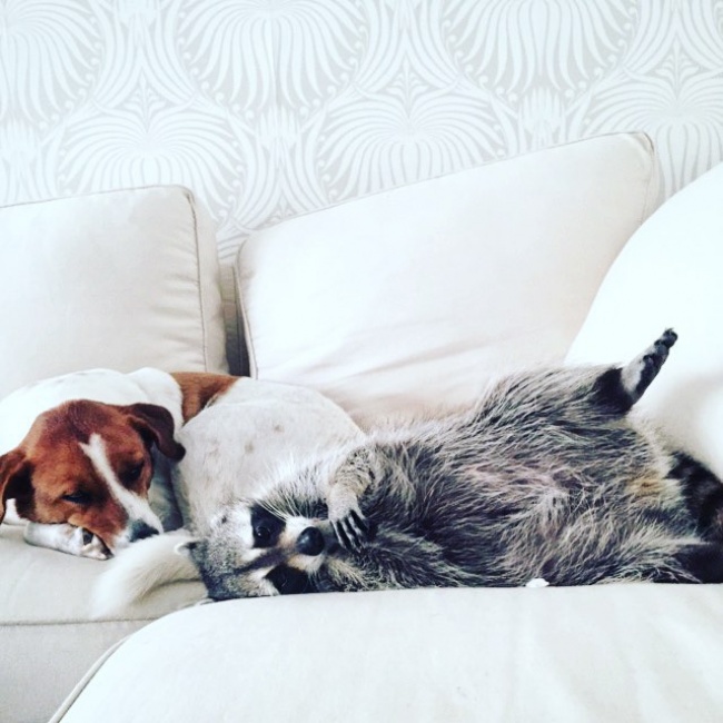 Raccoon, rescue, cute, inspiring, pet, animal rescues, orphaned raccoons, instagram, wildlife, dog, bahamas, pumpkin, photo, photography