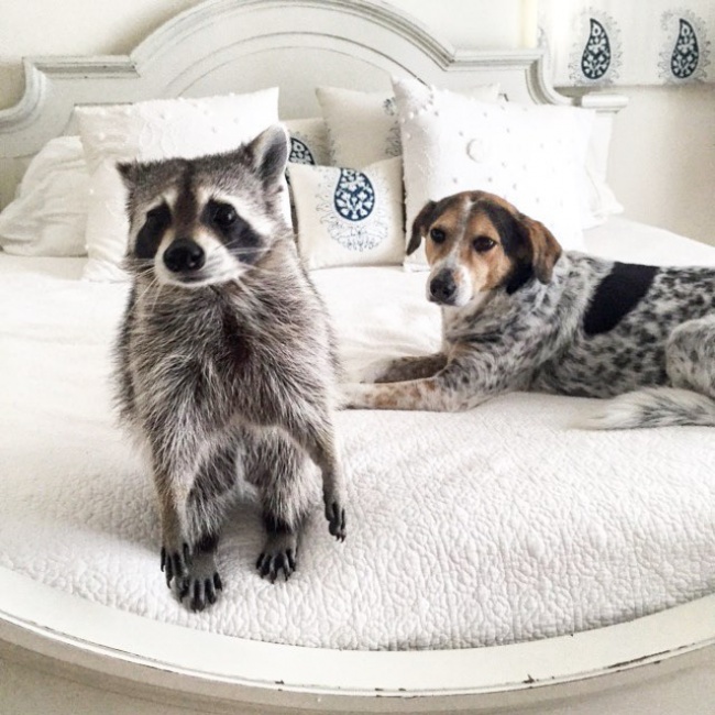 Raccoon, rescue, cute, inspiring, pet, animal rescues, orphaned raccoons, instagram, wildlife, dog, bahamas, pumpkin, photo, photography