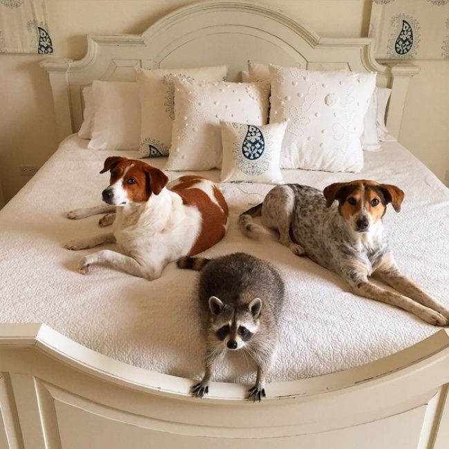 RACCOON, RESCUE, CUTE, INSPIRING, PET, ANIMAL RESCUES, ORPHANED RACCOONS, INSTAGRAM, WILDLIFE, DOG, BAHAMAS, PUMPKIN, photo, photography