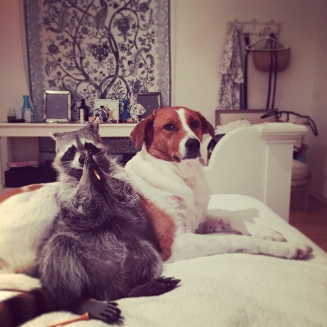 Raccoon, rescue, cute, inspiring, pet, animal rescues, orphaned raccoons, instagram, wildlife, dog, bahamas, pumpkin, photo, photography