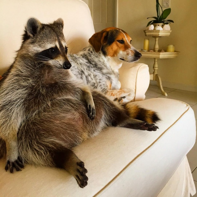 Raccoon, rescue, cute, inspiring, pet, animal rescues, orphaned raccoons, instagram, wildlife, dog, bahamas, pumpkin, photo, photography