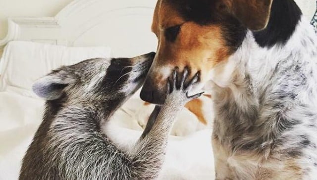 RACCOON, RESCUE, CUTE, INSPIRING, PET, ANIMAL RESCUES, ORPHANED RACCOONS, INSTAGRAM, WILDLIFE, DOG, BAHAMAS, PUMPKIN, photo, photography
