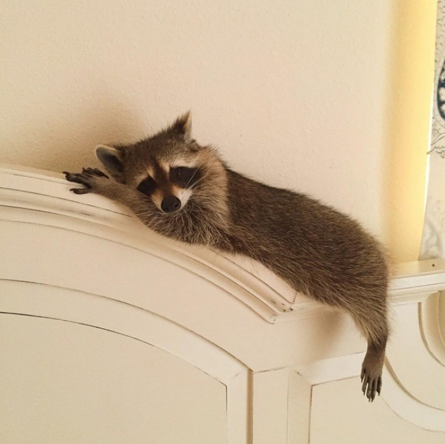 RACCOON, RESCUE, CUTE, INSPIRING, PET, ANIMAL RESCUES, ORPHANED RACCOONS, INSTAGRAM, WILDLIFE, DOG, BAHAMAS, PUMPKIN, photo, photography