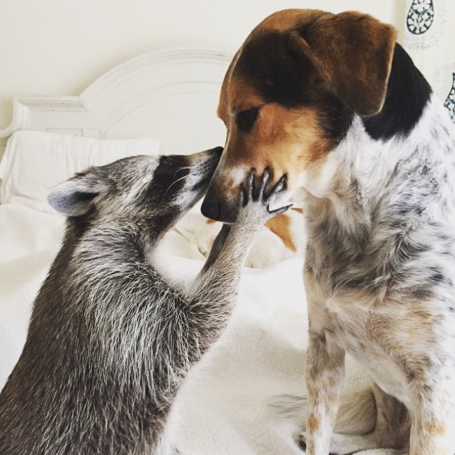 RACCOON, RESCUE, CUTE, INSPIRING, PET, ANIMAL RESCUES, ORPHANED RACCOONS, INSTAGRAM, WILDLIFE, DOG, BAHAMAS, PUMPKIN, photo, photography