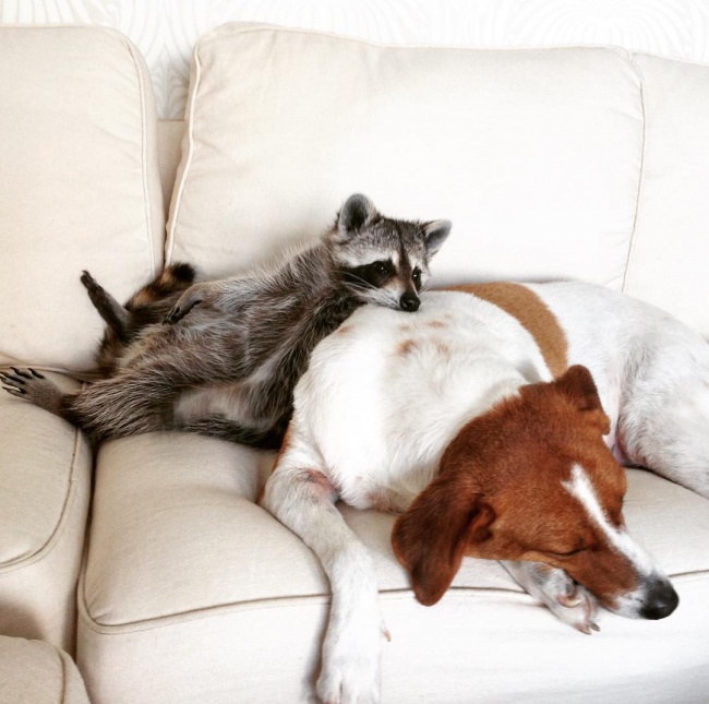 RACCOON, RESCUE, CUTE, INSPIRING, PET, ANIMAL RESCUES, ORPHANED RACCOONS, INSTAGRAM, WILDLIFE, DOG, BAHAMAS, PUMPKIN, photo, photography
