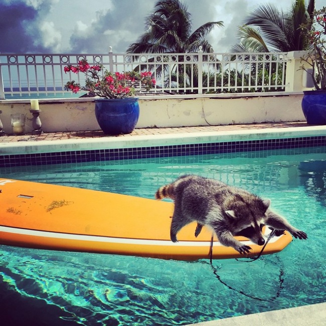 Raccoon, rescue, cute, inspiring, pet, animal rescues, orphaned raccoons, instagram, wildlife, dog, bahamas, pumpkin, photo, photography