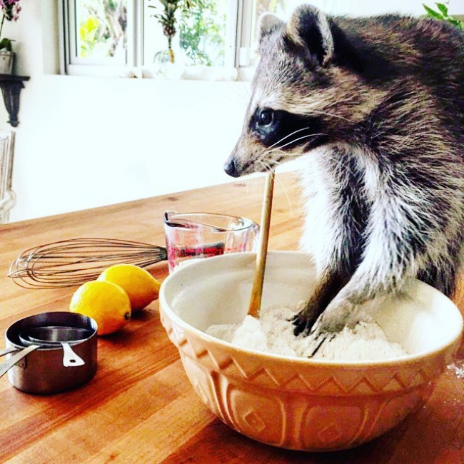 Raccoon, rescue, cute, inspiring, pet, animal rescues, orphaned raccoons, instagram, wildlife, dog, bahamas, pumpkin, photo, photography