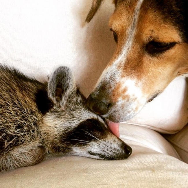 Raccoon, rescue, cute, inspiring, pet, animal rescues, orphaned raccoons, instagram, wildlife, dog, bahamas, pumpkin, photo, photography