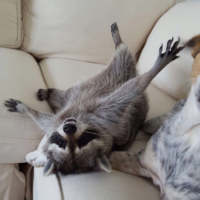 Raccoon, rescue, cute, inspiring, pet, animal rescues, orphaned raccoons, instagram, wildlife, dog, bahamas, pumpkin, photo, photography