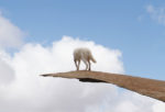 Photo Adventures Of A Man And His Dog Traveling Around USA