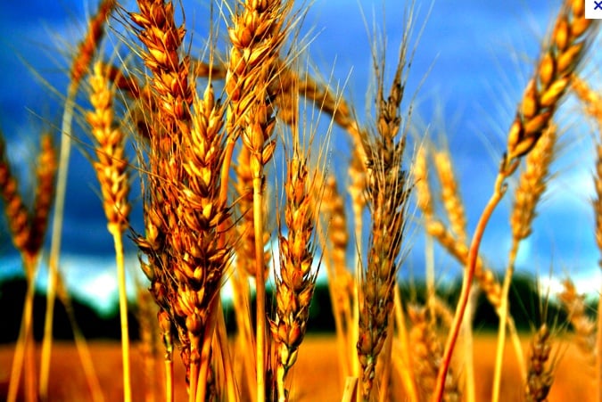 wheat germ health benefits,health,wheat germ,wheat germ benefits,health facts