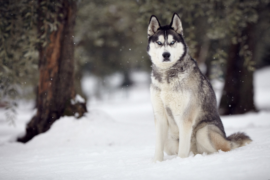 siberia, culture, facts, russia, russian, kazakhstan, amazing, photography, tourism