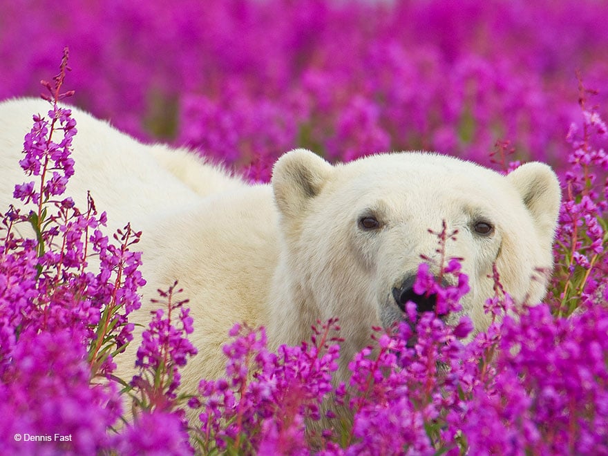 white bear florist