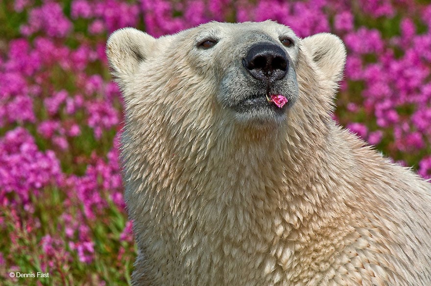 cute flower bears